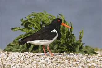 Oystercatcher, Haematopus ostralegus, Eurasian oystercatcher