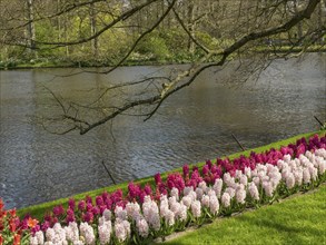 Purple and white hyacinths along a tranquil pond in an idyllic spring landscape, Amsterdam, the