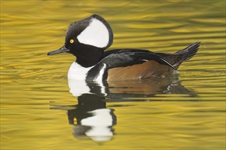 A fall photo of a beautiful male hooded merganser swims in the calm water and casts its reflection