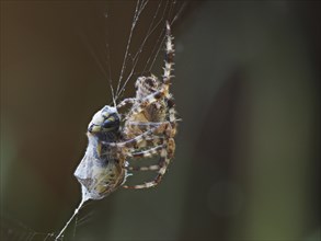 European garden spider (Araneus diadematus) with a prey wasp, Leoben, Styria, Austria, Europe