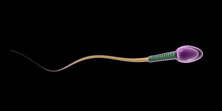 Conceptual image of sperm anatomy