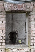 Window opening in a ruin with a green plant