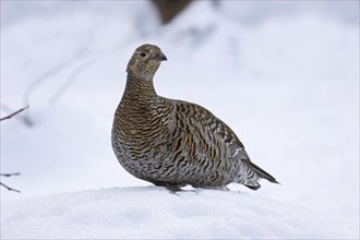 Black grouse, female, Lyrurus tetrix, Syn.: Tetrao tetrix, black grouse, female