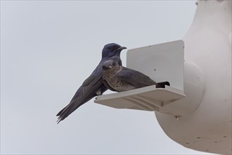 The purple martin (Progne subis), a couple of birds, male and female sitting on edge of nest box