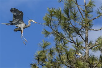 A heron flies in with a stick in its beak to buld its nest near Fernan, Idaho