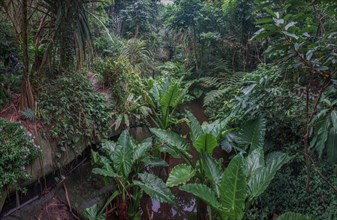 Masoala Rainforest at the Zoo, Zurich, Zurich, Germany, Europe