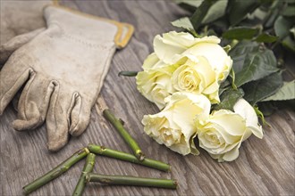 A photo of freshly cut roses on a wooden table top beside gloves and cut stems