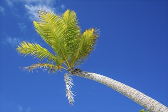 Fronds of a coconut palm (Cocos nucifera) against the sky, private island, bird island, privileged,