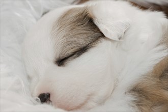 Three-week-old puppy