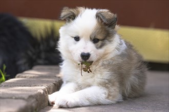 Small Icelandic dog puppy