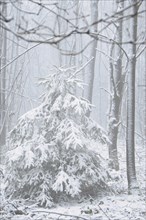 Snow-covered fir tree in a winter forest with snow. Coniferous forest covered in snow and frost.