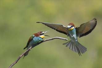 Bee-eater, Merops apiaster, European bee-eater