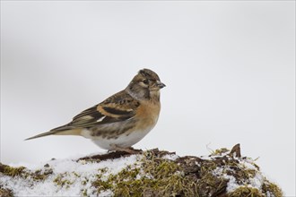 Mountain Finch, Fringilla montifringilla, brambling