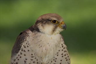 Lanner falcon, Falco biarmicus, lanner falcon