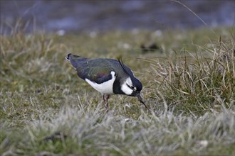 Kiebitz, Vanellus vanellus, Lapwing