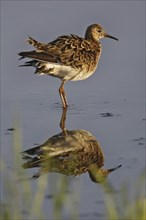 Ruff, Philomachus pugnax, ruff