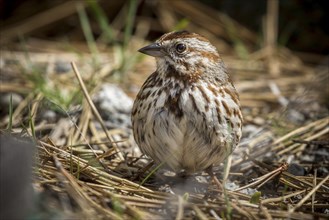 A cute song sparrow moves around on the ground by Fernan Lake in north Idaho