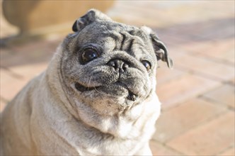 Beautiful pug breed dog, smiling, closeup, portrait, old dog