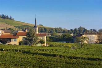 Village of Odenas at sunrise, Beaujolais land, France, Europe