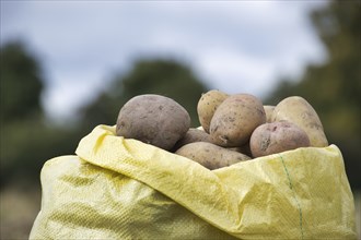 Freshly dug potatoes in bag, low angle view, harvesting and food cultivation