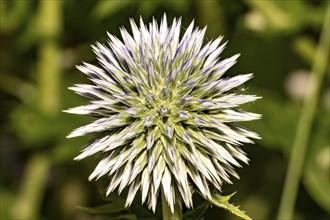 Bud of an Echinops bannaticus in front of a blurred green background