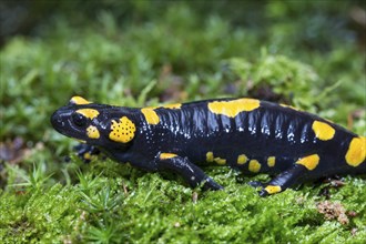 Fire salamander, Salamandra salamandra, fire salamander