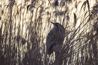 Bittern, Botaurus stellaris, Eurasian bittern