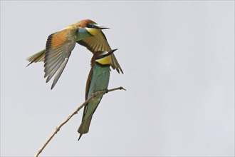 Bee-eater, Merops apiaster, European bee-eater