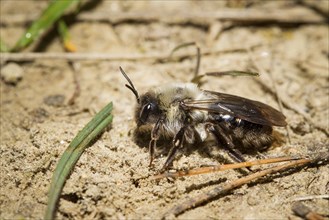 Auensandbiene, Andrena vaga, grey-backed mining bee