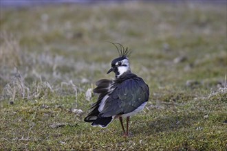 Kiebitz, Vanellus vanellus, Lapwing