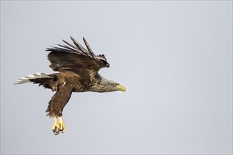 Seeadler, Haliaeetus albicilla, white-tailed eagle