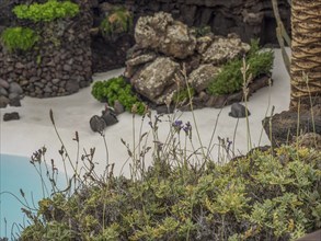 Small plants and rocks near a pool, lanzarote, Canary Islands, Spain, Europe