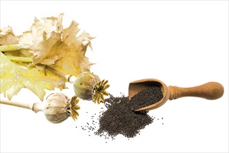 Fresh poppy with seed capsules and leaves, cropped on white