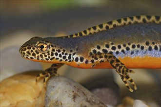 Male alpine newt, Ichthyosaura alpestris, Syn.: Triturus alpestris, alpine newt, male