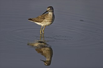 Wood sandpiper, Tringa glareola, wood sandpiper