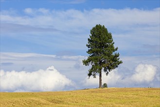 A scenic landscape photo of a lone pine tree against a partly cloudy sky in an already harvested