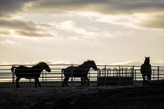 Horses in a corral playing around at sunrise in north Idaho