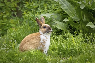 Adorable brown and white rabbit sitting up in the grass in Post Falls, Idaho