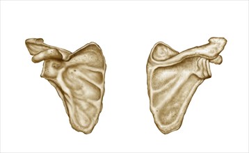 Medical illustration of human scapula bone