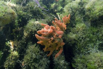 Sponge in Jellyfish Sea, Jellyfish Sea, Micronesia, Palau, Oceania