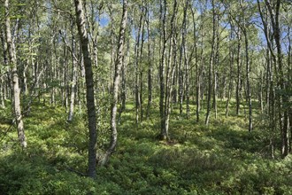 Carpathian birch forest, Red Moor, Rhön Biosphere Reserve, Hesse, Germany, Europe