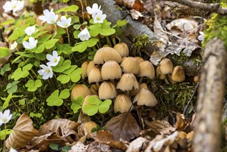 Group of brown dwarf mushroom lamellae among flowering wood clover