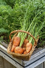 A bunch of freshly picked carrots displayed in a small basket