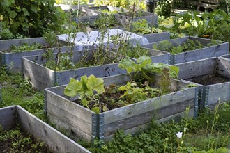 Plants in pallet collars in a colony garden