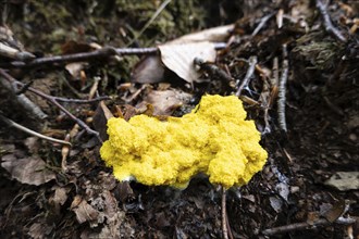 Dog vomit slime mold (Fuligo septica), witch's butter fruiting body on the forest floor, North