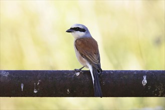 Red-backed shrike ? Male, Lanius collurio, red-backed shrike, male