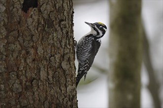 Three-toed woodpecker, male, Picoides tridactylus, three-toed woodpecker, male