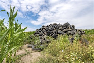 Old broken car tyres piled up up to form a mountain in a cornfield