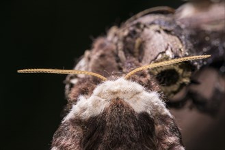 Saturnia pyri, giant peacock moth, female