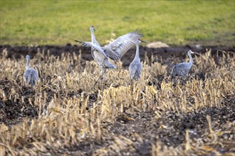 Flock of Sandhill Cranes of a field, before migrating south showing their dance creations